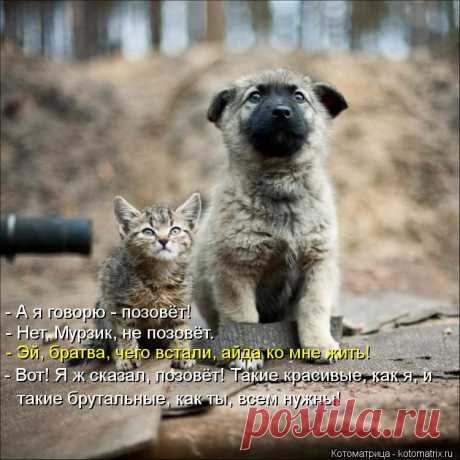 Котоматрица: Круть
