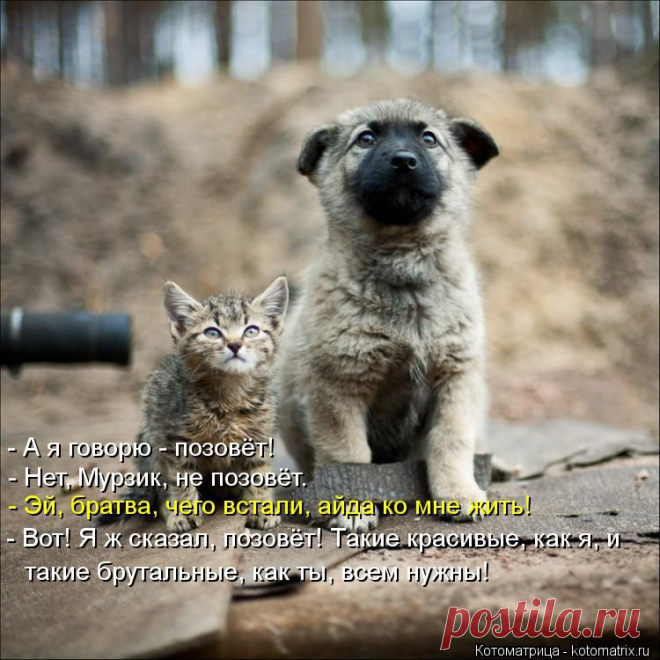 Котоматрица: Круть