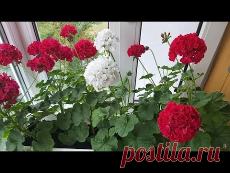 Когда и как черенковать пеларгонию. 100% укоренение черенков.