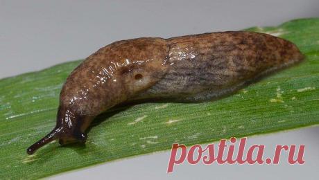 Борьба со слизнями