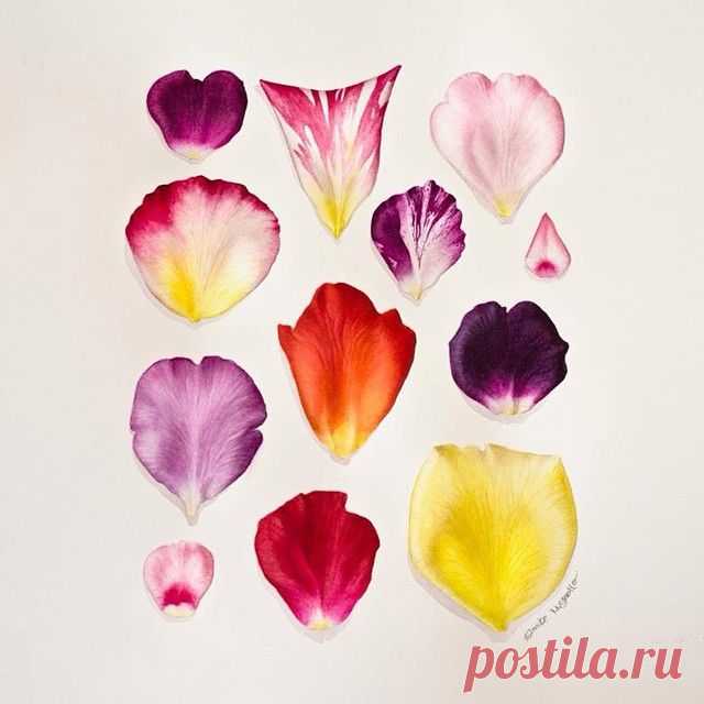 Rose petals of #Sheffield Botanical Garden. 2014. #rosepetal #rose #petals #botanicalillustration #botanical #illustration #painting #watercolorpainting #watercolorillustration #floral #flowers #winsorandnewton #fabriano #watercolor #watercolour #watercolorist #artwork #artsharing #eunikenugroho