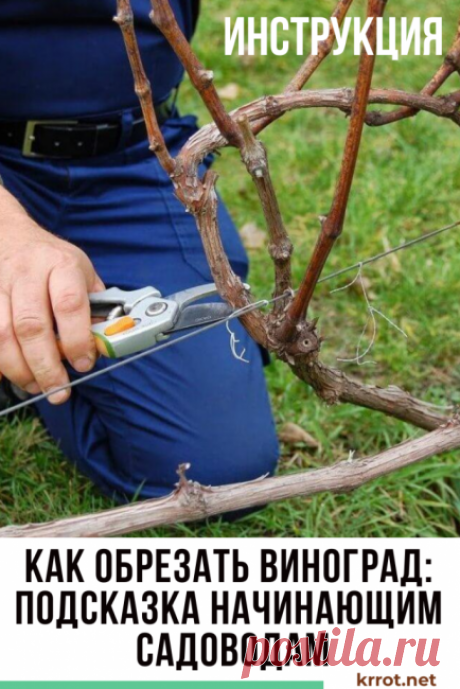 Как Обрезать Виноград: Инструкция для Начинающих | (Видео) #сад #урожай #виноград