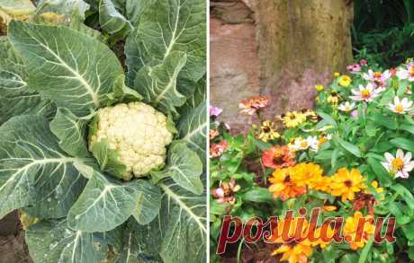 Для большого урожая: 26 растений, которые стоит сажать вместе — 6 соток