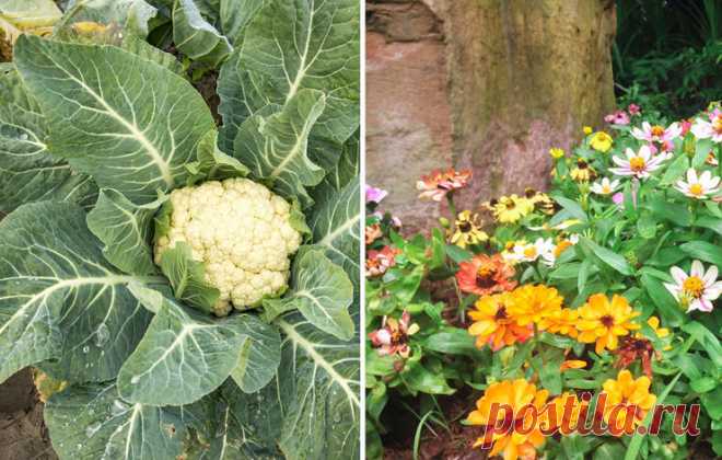 Для большого урожая: 26 растений, которые стоит сажать вместе — 6 соток