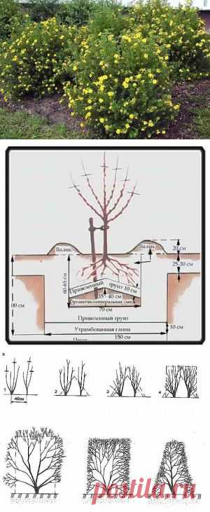 Выращивание лапчатки кустарниковой | Дача - впрок