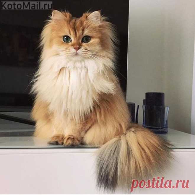 Я самая красивая кошечка!