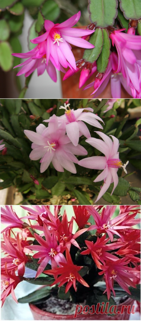 Рипсалидопсис — виды, уход, размножение, возможные трудности