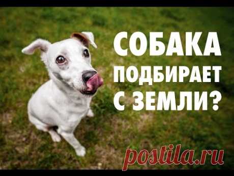 Как отучить собаку подбирать на улице?