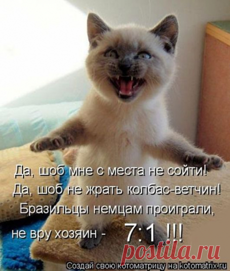 Веселые кошечки | Позитив в картинках и не только