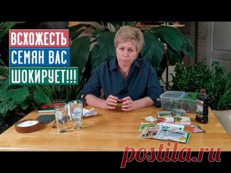 СЕЗОН 2020: ДОБИВАЕМСЯ МАКСИМАЛЬНОЙ ВСХОЖЕСТИ СЕМЯН Инструкция / Садовый гид