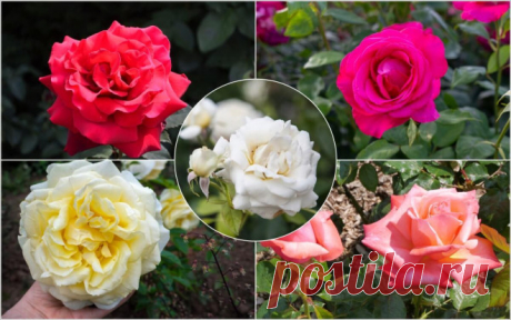 Чайные розы – проверенные и новые сорта | Розы (Огород.ru)