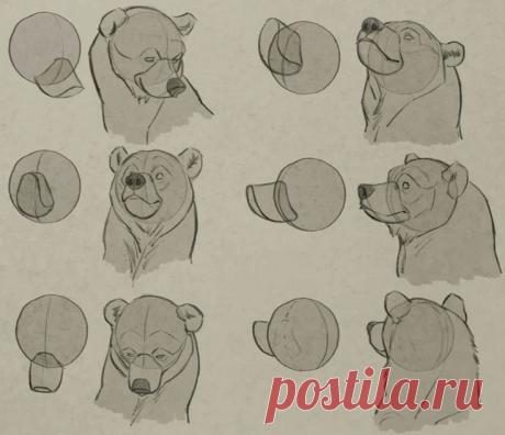 Рисуем голову медведя.
