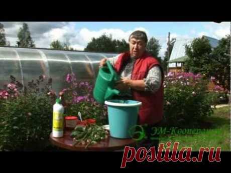 Рецепт приготовления ЭМ-ЭКСТРАКТА - YouTube