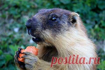 В России заявили о нашествии сурков с чумой из Монголии. Сенатор Людмила Нарусова выразила обеспокоенность из-за нашествия зараженных чумой сурков, которые приходят в Россию из Монголии. На пленарном заседании в среду, 12 апреля, Нарусова пояснила, что зараженные зверьки атакуют Республику Тыва, которую она представляет в Совфеде.