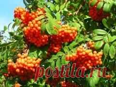 9 сентября в народном календаре Два Пимена