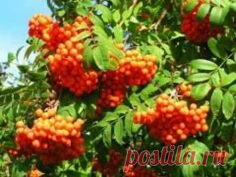 9 сентября в народном календаре Два Пимена