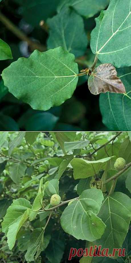 Фикус / Ficus vallis-choudae