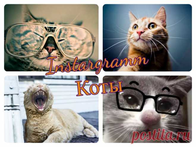 #cats Лучшие #котэ интернета обитают на https://instargramm.ru/feed/starcats