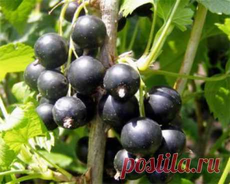 Черная смородина - полезные свойства | Каталог натуральных продуктов Черная смородина считается одной из самых ценных ягодных культур по своей питательности и лечебным свойствам. Главным и полезным свойством ягод является бо