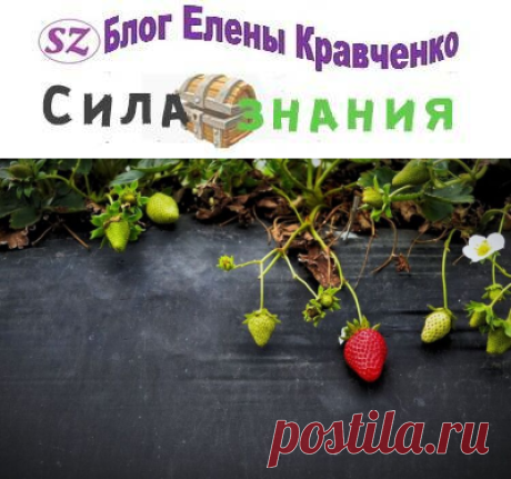 Как и когда сажать клубнику осенью: пошаговая инструкция