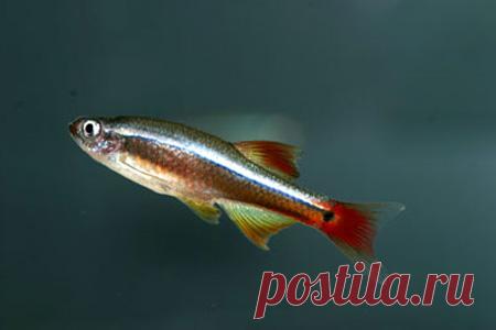 49.jpg (450×300)
Кардинал (Tanichthys albonubes)