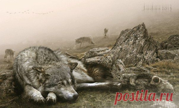 Волк - Одиночка