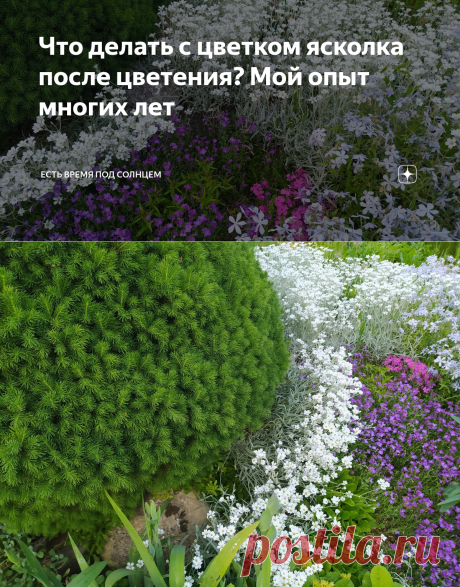 Что делать с цветком ясколка после цветения? Мой опыт многих лет | Есть время под солнцем | Яндекс Дзен