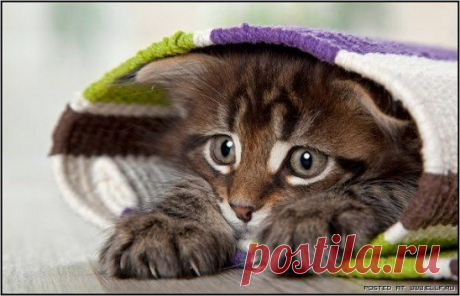 В  рулончике.