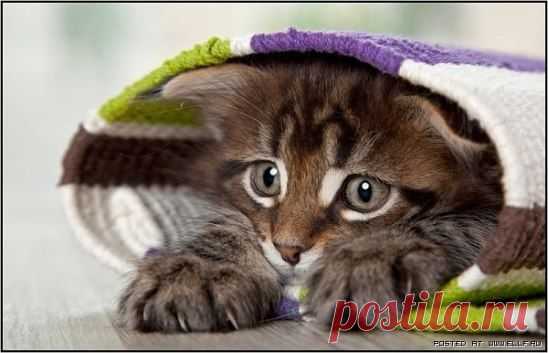 В  рулончике.