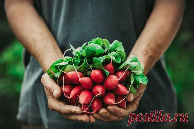 Почему выращивать редис лучше в сентябре: личный опыт