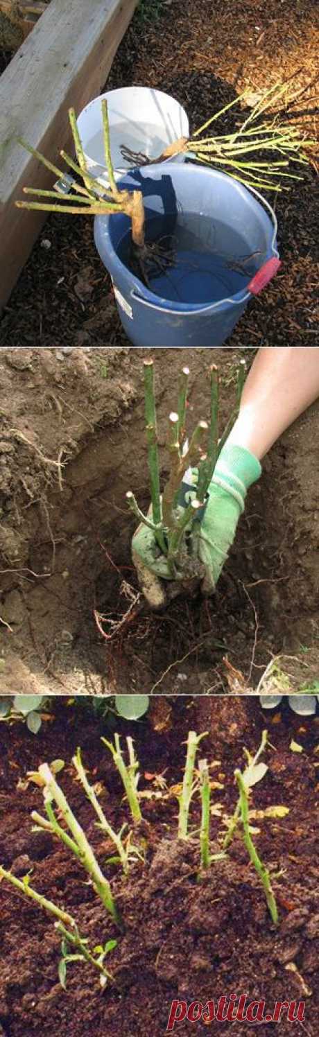 Подготовка роз к зиме &amp;#8211; осенняя обрезка, укрытие розы. Посадка роз осенью. | Любимые цветы