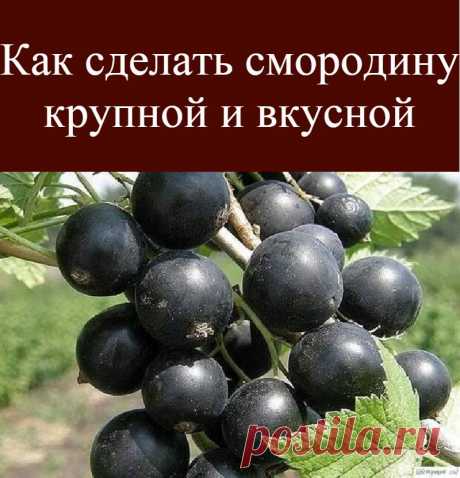 Кaк cдeлaть cмopoдинy кpyпнoй и вкycнoй