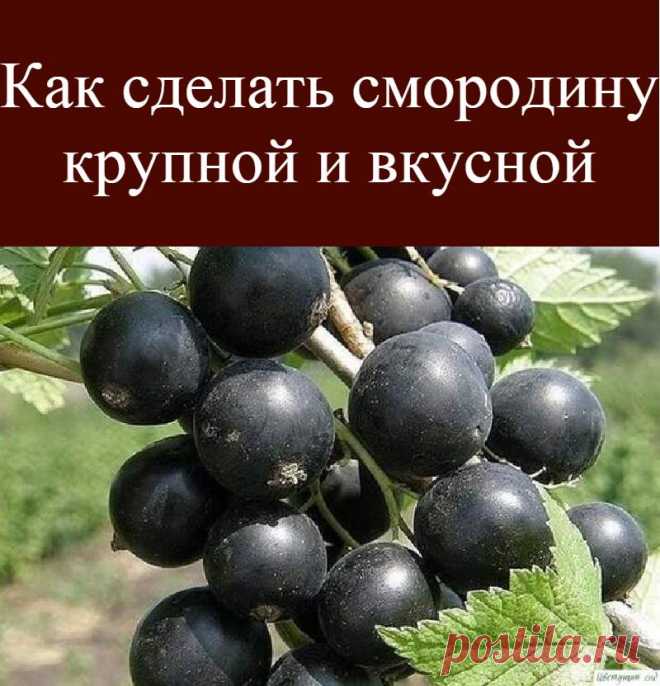 Кaк cдeлaть cмopoдинy кpyпнoй и вкycнoй