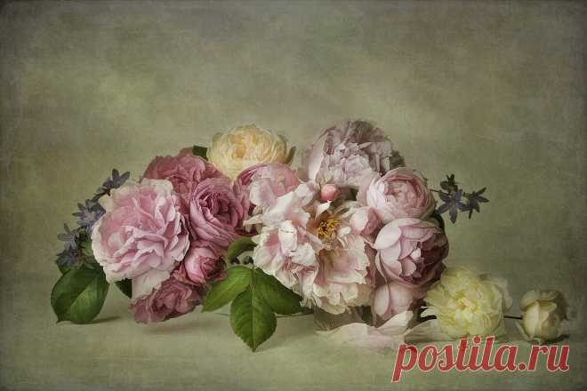 Roses in a bowl