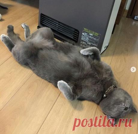 Кототерапия. Подборка забавных фото котов для хорошего настроения. Улыбнитесь! )) | Мечтательная кошка | Яндекс Дзен