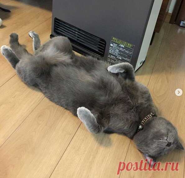 Кототерапия. Подборка забавных фото котов для хорошего настроения. Улыбнитесь! )) | Мечтательная кошка | Яндекс Дзен