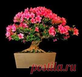 Бонсай из азалии