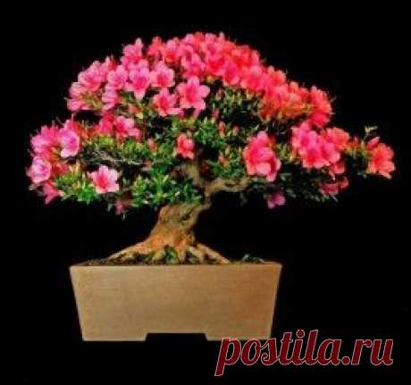 Бонсай из азалии
