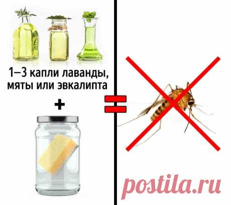 3 безопасных способа избавиться от насекомых в доме