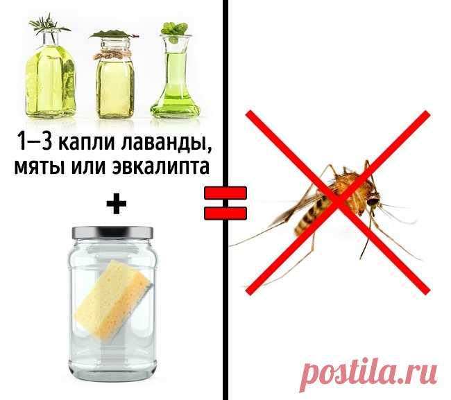3 безопасных способа избавиться от насекомых в доме