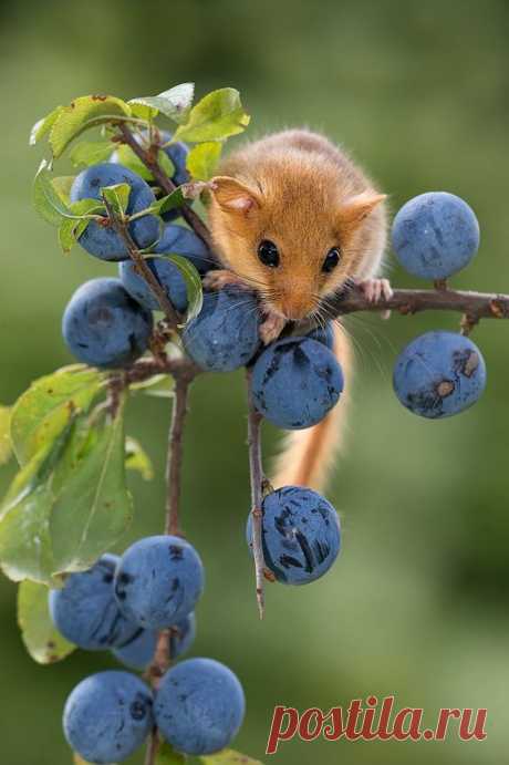 Pinterest