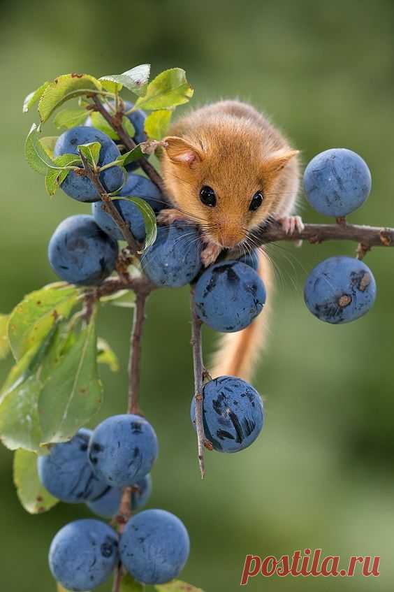Pinterest