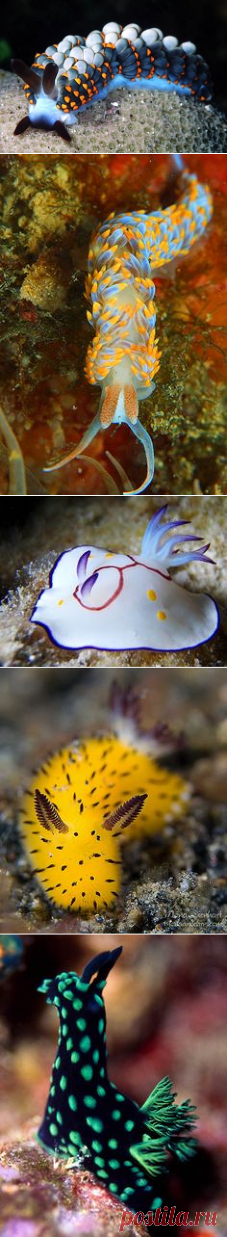 Морской слизняк, Фотографии and Аквариум on Pinterest