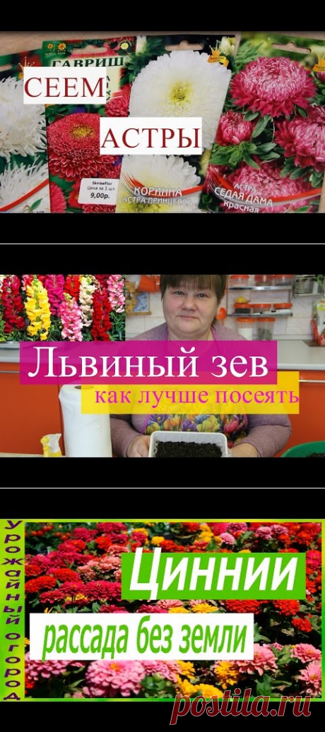 Астры Взойдут Щеткой! Посев Астры Без Пикировки. - YouTube
