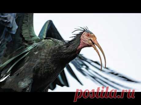 Туризм против СХ. Дикие животные и птицы #хорватия #природа