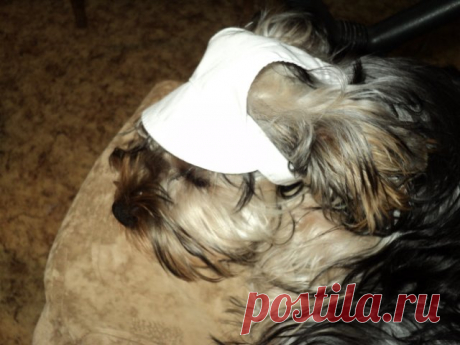 Шьем кепочку панамку для собаки.