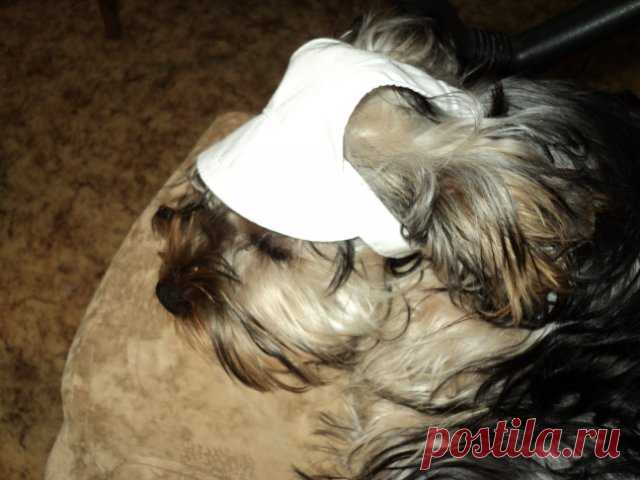 Шьем кепочку панамку для собаки.