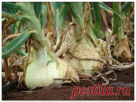 Выращиваем лук по-новому

Сажать лук лучше на открытом, продуваемом всеми ветрами месте. У нас на втором участке именно такое место. Бывшее болото, где нет деревьев, мало кустов. Там у нас сделаны узкие гряды (50 см), огороженные горбылем. Лук обычно размещаю или после картофеля или после клубники.

Еще осенью я вырываю все кусты клубники. Но не выбрасываю их. Просто поворачиваю корешками вверх и немного секу лопатой. Потом притрушиваю землей. Так грядка и зимует. Весной в...