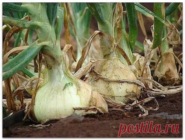 Выращиваем лук по-новому

Сажать лук лучше на открытом, продуваемом всеми ветрами месте. У нас на втором участке именно такое место. Бывшее болото, где нет деревьев, мало кустов. Там у нас сделаны узкие гряды (50 см), огороженные горбылем. Лук обычно размещаю или после картофеля или после клубники.

Еще осенью я вырываю все кусты клубники. Но не выбрасываю их. Просто поворачиваю корешками вверх и немного секу лопатой. Потом притрушиваю землей. Так грядка и зимует. Весной в...