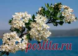 Цветы боярышника – лечебные свойства